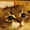 ねこばんちょー