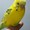ピノぴょん