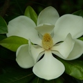 magnolian