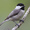 Chickadee