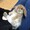 うさぎぷうちゃん
