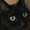 ねこ2911