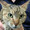 猫まみれ希望
