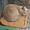 ドロボー猫。