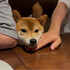 豆柴チャコ