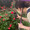 chanchi0317