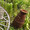 Rosemary_Sept.20