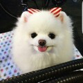 エースまん