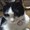 白黒キャット