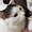 いたりあにゃんこ
