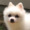 かわいいいぬ