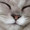 猫屋愛玩堂