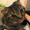 猫太君