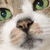 みかん0o2