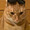 ねこのしっぽ0801