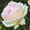 peach タルト