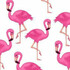 flamingo191116