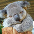 koalabear