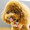 こんこん99