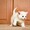 食猫街道