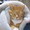 猫マンマン