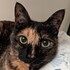kopicat
