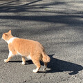 ちーちゃんの外食記録帳簿