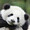 pandax2