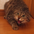 こまたくん