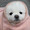 ぽっちゃむ૮・ﻌ・ა