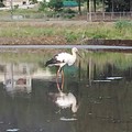 越前市のちょうさん