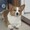 六六犬