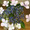 陽花3
