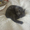 maru-maru