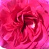 Rose pompadour