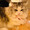 chiko6