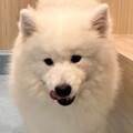 aoi.i81