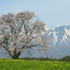 みゅうは桜の精になりたい