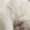 しろねこのだんご