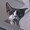 猫飼いたすぎるマン