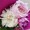 Sakura-peony