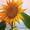 163_peach