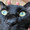 すみたnyan