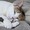 くろねこ3838
