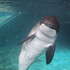 JunIsafushi