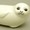 あざらしさん