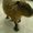 capybarafamily