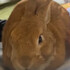うさぎの毛玉
