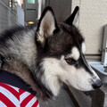 huskyL