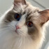 s.nyan